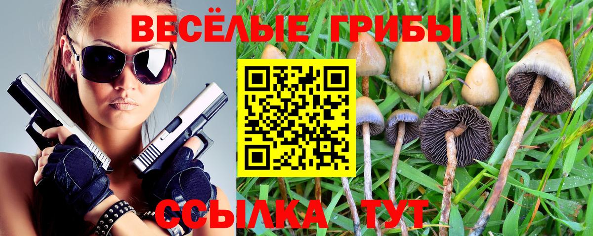 Галлюциногенные грибы Psilocybe  Гудермес  Псилоцибиновые грибы Cubensis 